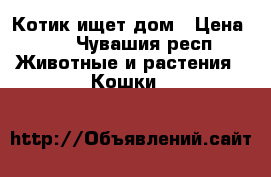 Котик ищет дом › Цена ­ 1 - Чувашия респ. Животные и растения » Кошки   